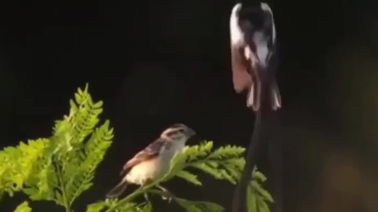 Tremendous Dance Of The Bird in The Air #shorts #shortsvideo #video #viral