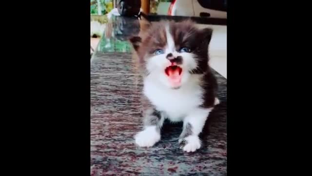 cute and funny cat behavior