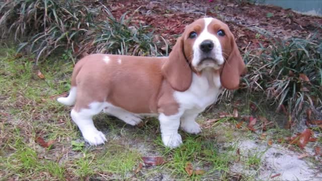 Basset puppies