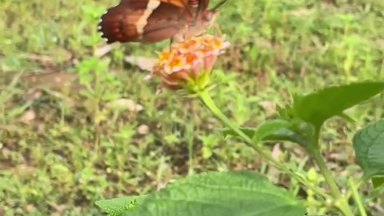 Amazing butterfly 🦋🦋🦋