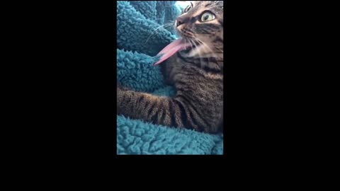 Try Not To Laugh Challenge - Funny Cat