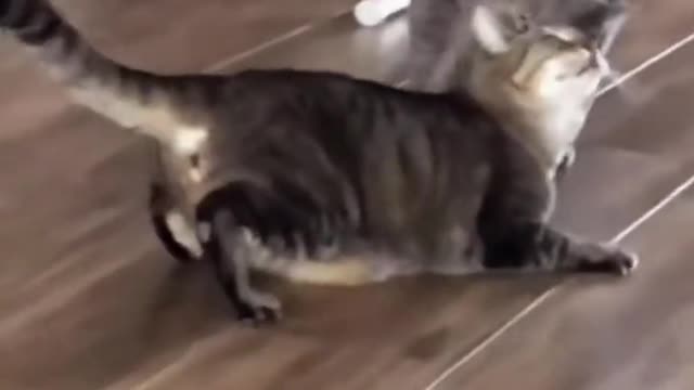 Don't let go out to play with cute cats debut plan