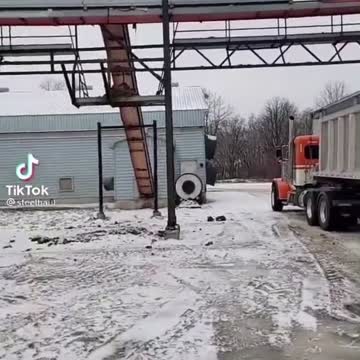 Chickens being destroyed