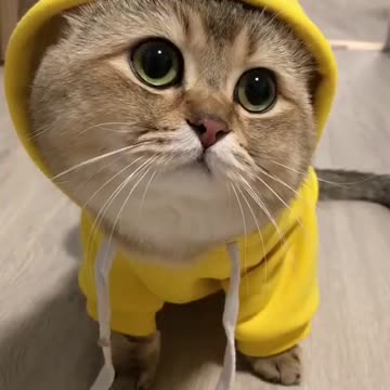So cute cat #short video