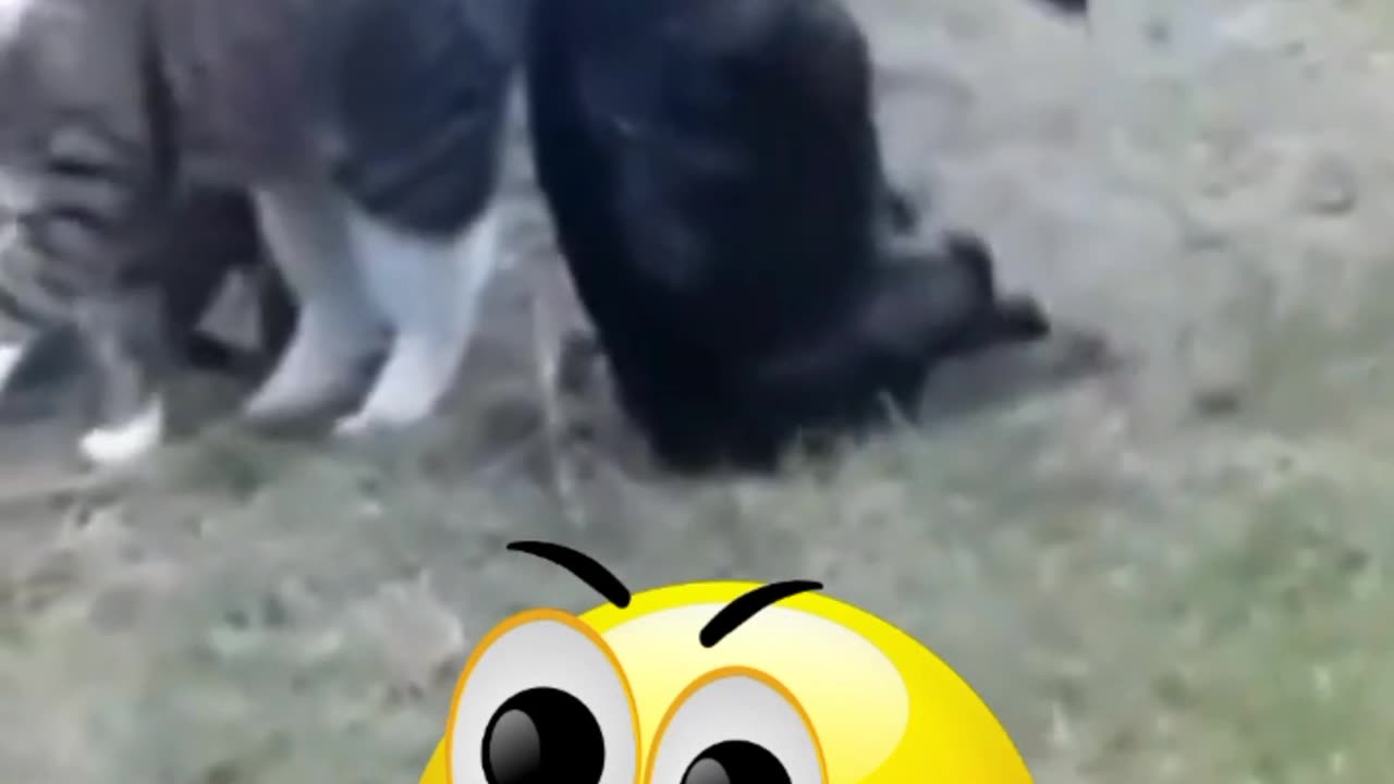 Funniest animals 2024 in tiktok 😂 funny and fails pets video #5