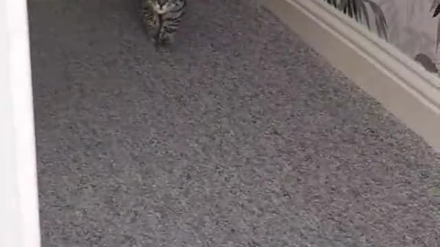Scary Catπ±ππ