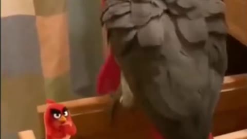 The parrot is very angry with his friend