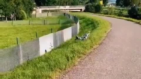 Dog Playing With His Shadow