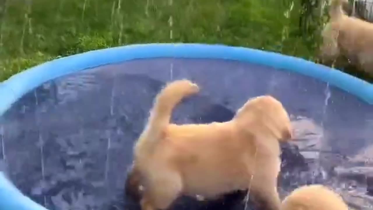 Golden Puppies in the Sprinkler Pool