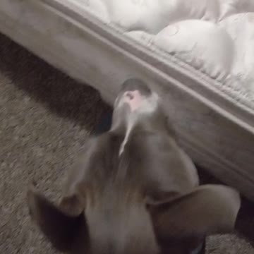 Play an instrument infront of your Dog