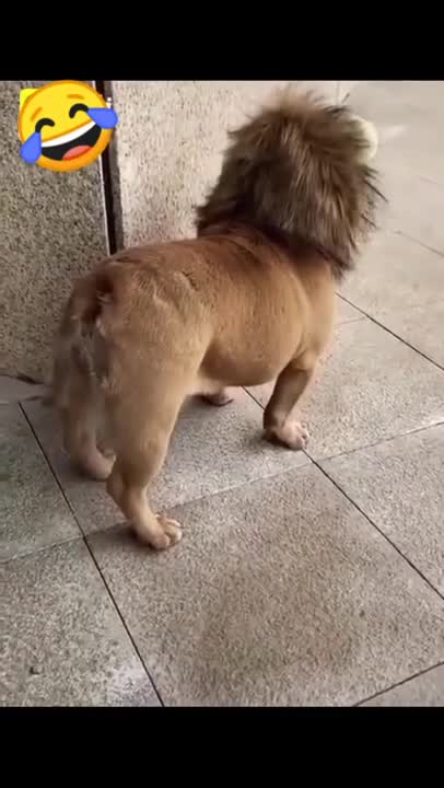 Watch out! There's a lion in the city!