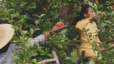 Apple plants farming 4k full hd video