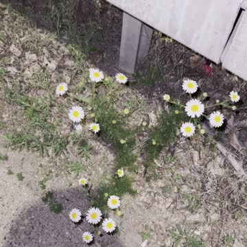 Good looking flowers on road