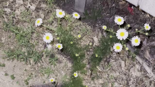 Good looking flowers on road