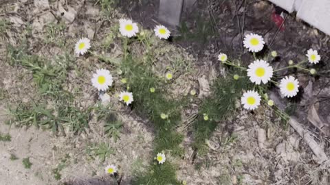 Good looking flowers on road