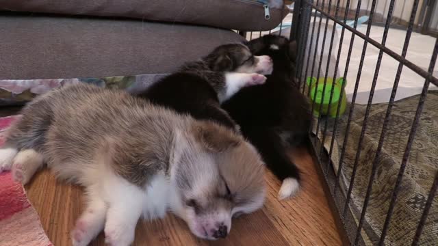 Cute Puppies Sleeping. Try Watching This Without Ahhing!