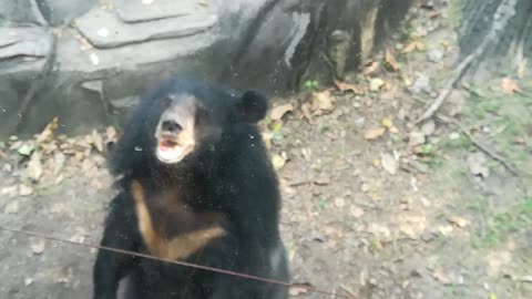 the best sunbear looking us