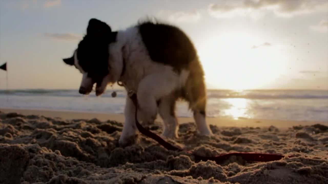 DOG ENJOYING SUN BATH AT BEACH WITH A TOY