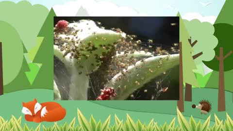 Spider Animals for kids All things animal Tv