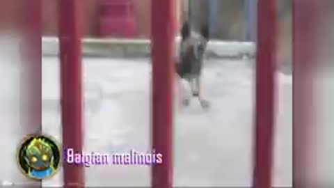 10 most illegal dog breed in action