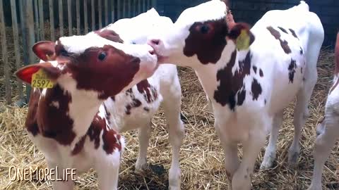 Cow loves all the kitties gives them all the kisses