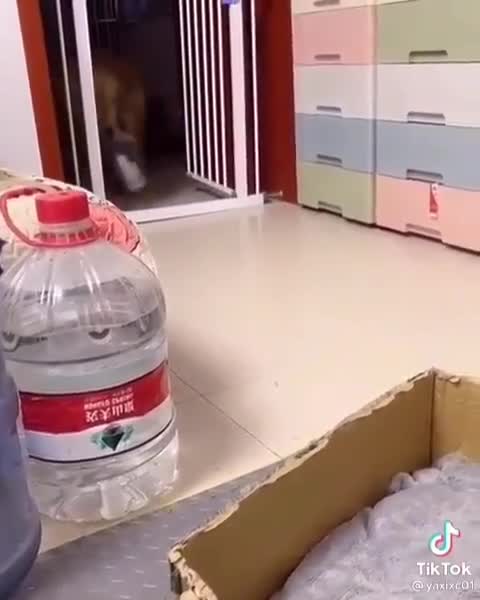 A special cat sitter