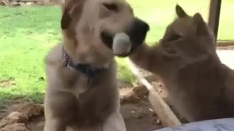 Dog and cat