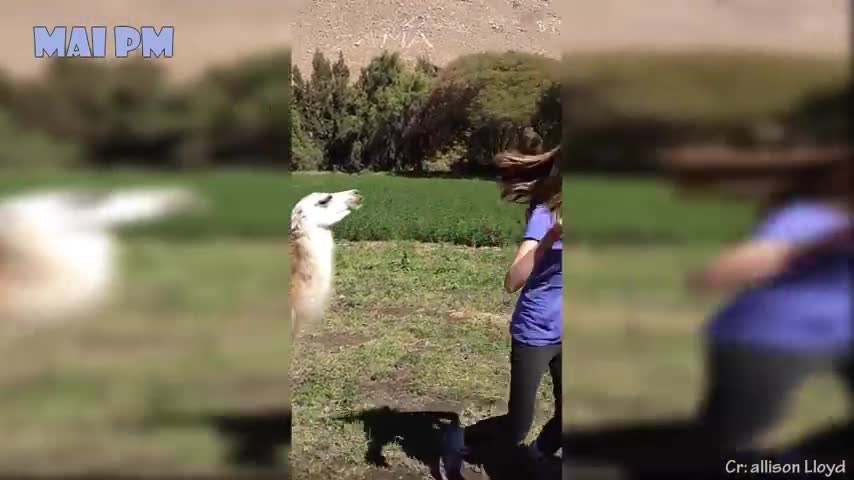 Ready Set Laugh!! 🤣 Funniest Animals Scared People Reaction of 2020 Weekly 😂🤣😁👌🐱💻🐱🐉🐱👓🐱🚀