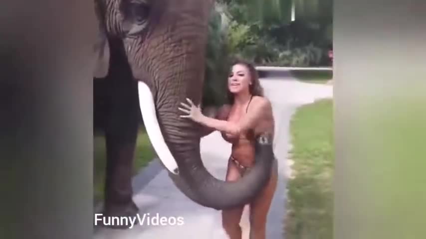 FUNNY Animal Fails, FUNNY human fails with animals