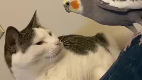 Talking Parrot Calls His Cat Buddy By Name