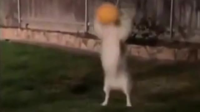 Funny Animals. #funnyanimals #dogs #funnyvideos #funnymoments #shorts #fyp