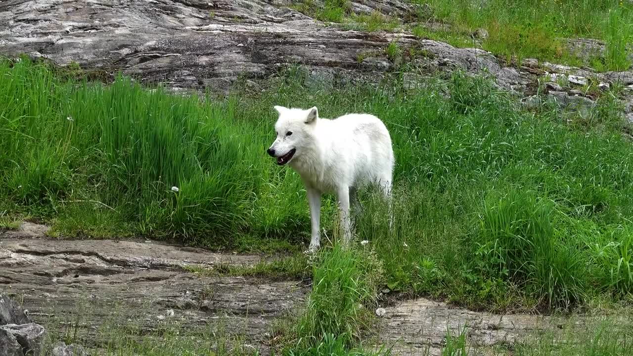 An Arctic Wolf in spring