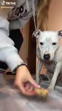 Super FUNNY DOG Videos