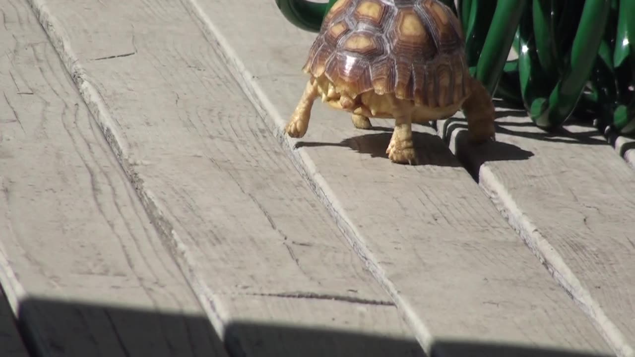 First time Torty went out on the deck