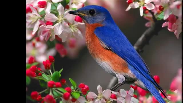 Some of the Most Beautiful Birds in the World2