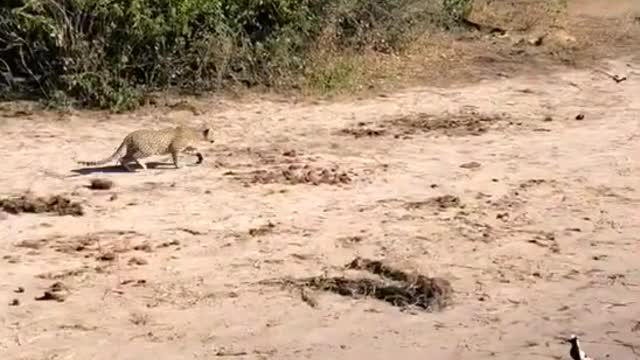 LEOPARD ATTACKS CROCODILE!! FUNNY WARNING