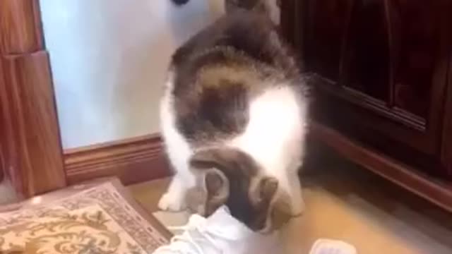 cute little cat with shoes makes you laugh!