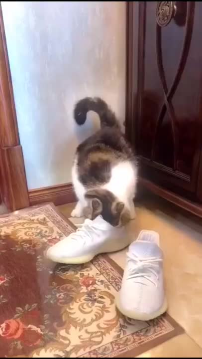 cute little cat with shoes makes you laugh!
