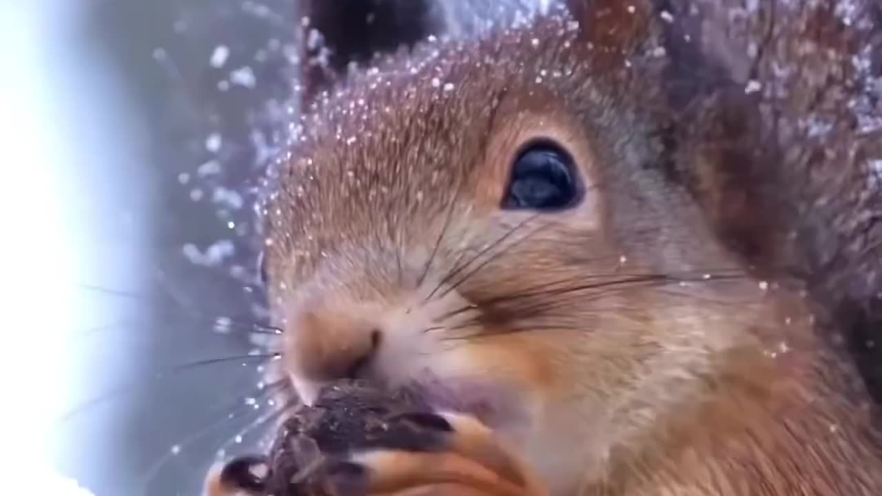 snow squirrel