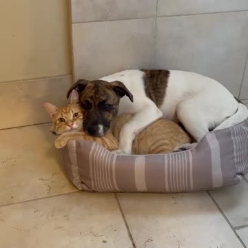Your day will be brightened by the sight of a puppy and kitten cuddling together.