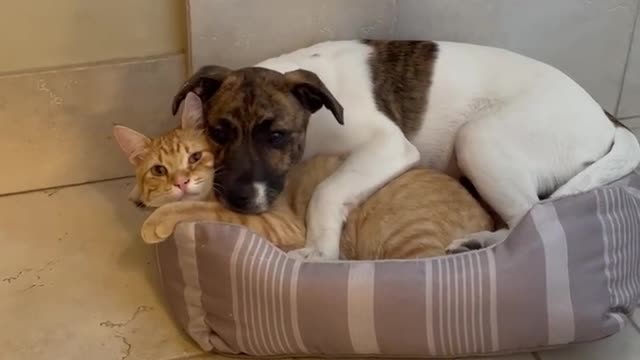 Your day will be brightened by the sight of a puppy and kitten cuddling together.