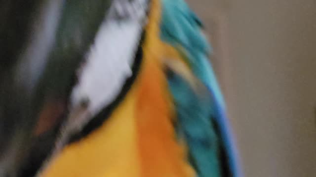 Peek-A-Boo With Blue The Blue💙&Gold🧡Macaw🦜