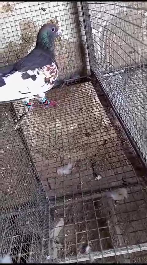 Beautiful pigeon breeder pair best flying