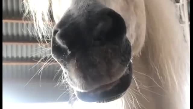 Horse Funny Face Lips Wave