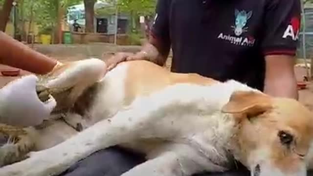 Rescue taken in an aggressive paralysed stra dog and turn him into a loving healthy ang el