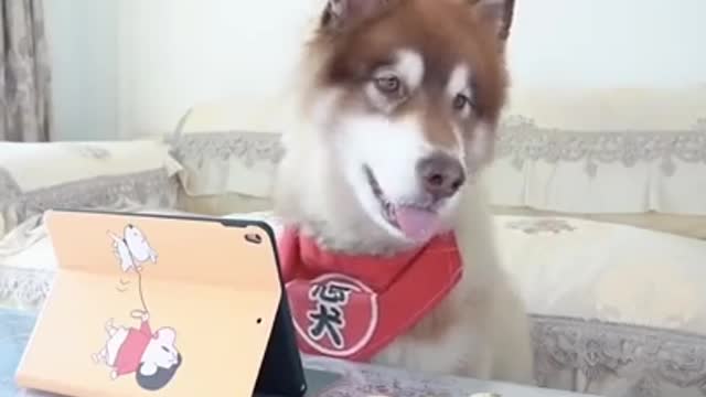 Smart dog video