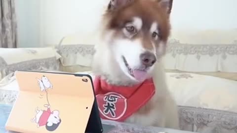 Smart dog video