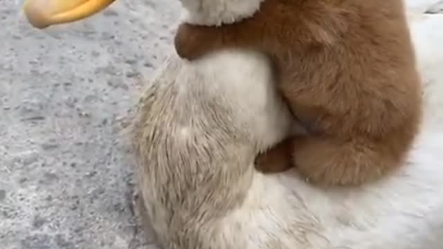 Cute and Adorable Puppy with Animals