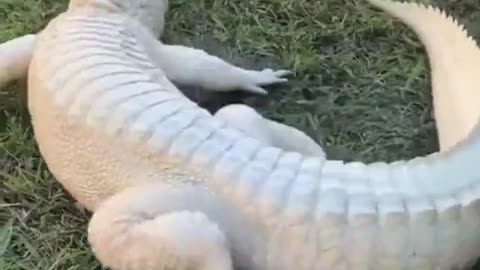 Albino alligator..🐊😍