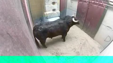 very Dangerous Bulls Fight video: Best animal fights 2